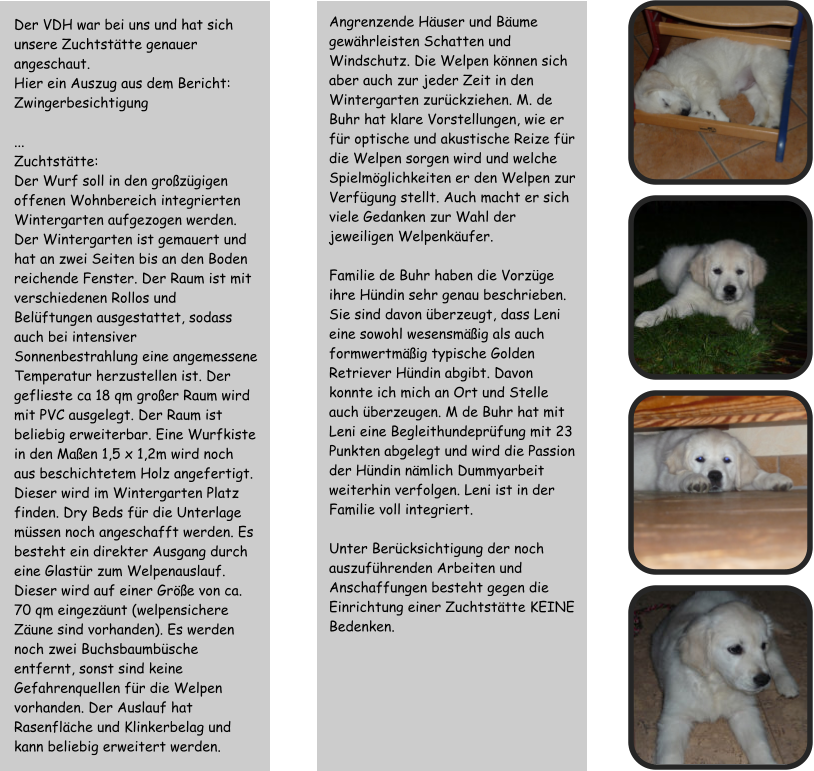 Der VDH war bei uns und hat sich unsere Zuchtst�tte genauer angeschaut.  Hier ein Auszug aus dem Bericht: Zwingerbesichtigung  ... Zuchtst�tte: Der Wurf soll in den gro�z�gigen offenen Wohnbereich integrierten Wintergarten aufgezogen werden. Der Wintergarten ist gemauert und hat an zwei Seiten bis an den Boden reichende Fenster. Der Raum ist mit verschiedenen Rollos und Bel�ftungen ausgestattet, sodass auch bei intensiver Sonnenbestrahlung eine angemessene Temperatur herzustellen ist. Der geflieste ca 18 qm gro�er Raum wird mit PVC ausgelegt. Der Raum ist beliebig erweiterbar. Eine Wurfkiste in den Ma�en 1,5 x 1,2m wird noch aus beschichtetem Holz angefertigt. Dieser wird im Wintergarten Platz finden. Dry Beds f�r die Unterlage m�ssen noch angeschafft werden. Es besteht ein direkter Ausgang durch eine Glast�r zum Welpenauslauf. Dieser wird auf einer Gr��e von ca. 70 qm eingez�unt (welpensichere Z�une sind vorhanden). Es werden noch zwei Buchsbaumb�sche entfernt, sonst sind keine Gefahrenquellen f�r die Welpen vorhanden. Der Auslauf hat Rasenfl�che und Klinkerbelag und kann beliebig erweitert werden. Angrenzende H�user und B�ume gew�hrleisten Schatten und Windschutz. Die Welpen k�nnen sich aber auch zur jeder Zeit in den Wintergarten zur�ckziehen. M. de Buhr hat klare Vorstellungen, wie er f�r optische und akustische Reize f�r die Welpen sorgen wird und welche Spielm�glichkeiten er den Welpen zur Verf�gung stellt. Auch macht er sich viele Gedanken zur Wahl der jeweiligen Welpenk�ufer.  Familie de Buhr haben die Vorz�ge ihre H�ndin sehr genau beschrieben. Sie sind davon �berzeugt, dass Leni eine sowohl wesensm��ig als auch formwertm��ig typische Golden Retriever H�ndin abgibt. Davon konnte ich mich an Ort und Stelle auch �berzeugen. M de Buhr hat mit Leni eine Begleithundepr�fung mit 23 Punkten abgelegt und wird die Passion der H�ndin n�mlich Dummyarbeit weiterhin verfolgen. Leni ist in der Familie voll integriert.  Unter Ber�cksichtigung der noch auszuf�hrenden Arbeiten und Anschaffungen besteht gegen die Einrichtung einer Zuchtst�tte KEINE Bedenken.