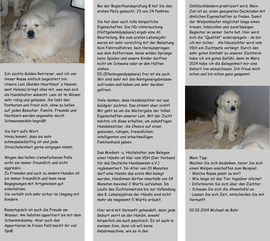 Ich z�chte Golden Retriever, weil ich von dieser Rasse einfach begeistert bin.  Unsere Leni (Golden Heartbeat�s Heaven sent Helena) bringt alles mit, was man sich als Hundehalter w�nscht. Leni ist im Wesen sehr ruhig und gelassen. Sie liebt den Postboten und freut sich, ohne zu bellen auf jeden Besucher. Familie, Freunde und Nachbarn werden angenehm durch Schwanzwedeln begr��t.   Sie h�rt aufs Wort.  Hinzu kommt, dass sie sehr schmusebed�rftig ist und jede Streicheleinheit gerne entgegen nimmt.   Wegen des hellen cremefarbenen Fells wirkt sie immer freundlich und nicht aggressiv.  Zu Fremden und auch zu andern Hunden ist sie immer freundlich und kann neue Begegnungen mit Artgenossen gut einsch�tzen.  Sie verh�lt sich sehr sicher im Umgang mit Kindern.   Rassetypisch ist auch die Freude am Wasser. Am liebsten apportiert sie mit dem Schwimmdummy. Aber auch das Apportieren im freien Feld macht ihr viel Spa�.  Bei der Begleithundepr�fung B hat Sie den ersten Platz gemacht, 23 von 24 Punkten.   Sie hat aber auch tolle k�rperliche Eigenschaften. Die HD-Untersuchung (H�ftgelenkdysplasie) ergab eine A1 Beurteilung. Bis zum ersten Lebensjahr waren wir sehr vorsichtig mit der Belastung. Kein Fahrradfahren, kein Herausspringen aus dem Kofferraum, keine wilden Spr�nge beim Spielen und unsere Kinder durften nicht am Schwanz oder an den H�ften ziehen.  ED (Ellenbogendysplasie) frei ist sie auch. Wir sind sehr mit den R�ntgenergebnissen zufrieden und haben uns sehr dar�ber gefreut.  Viele denken, dass Hundez�chter nur aus Geldgier z�chten. Das stimmt aber nicht!! Mir geht es um die Weitergabe der tollen Eigenschaften unserer Leni. Mit der Zucht m�chte ich diese erhalten, um zuk�nftigen Hundebesitzer, die Chance auf einen gesunden, ruhigen, freundlichen, intelligenten und arbeitswilligen Familienhund geben.   Das Mindest- u. H�chstalter zum Belegen einer H�ndin ist klar vom VDH (Der Verband f�r das Deutsche Hundewesen e.V.) reglementiert. Im Alter von 20 Monaten darf eine H�ndin das erste Mal belegt werden. H�ndinnen d�rfen innerhalb von 24 Monaten maximal 2 W�rfe aufziehen. Im Laufe des Zuchteinsatzes bis zur Vollendung des 8. Lebensjahres der H�ndin sind nicht mehr als insgesamt 5 W�rfe erlaubt.   Hier wird mit Vernunft gehandelt, denn jede Geburt zerrt an der H�ndin, sowohl k�rperlich als auch psychisch. Es ist auch in meinem Sinn, denn ich will keine Geb�rmaschine, wie es in den Ostblockl�ndern praktiziert wird. Mein Ziel ist es, einen geeigneten Deckr�den mit �hnlichen Eigenschaften zu finden. Damit der Welpenk�ufer m�glichst lange einen treuen, liebevollen und zuverl�ssigen Begleiter an seiner Seite hat. Hier wird sich die �Qualit�t� widerspiegeln - da bin ich mir sicher.   Als Neuz�chter wird vom VDH ein Zuchtpate verlangt. Durch den sehr guten Kontakt zu unserer Z�chterin habe ich ein gutes Gef�hl, denn im M�rz 2014 habe ich die Gelegenheit mir eine Geburt live anzuschauen. Ich freue mich schon und bin schon ganz gespannt.   Mein Tipp: Machen Sie sich Gedanken, bevor Sie sich einen Welpen anschaffen zum Beispiel: � Welche Rasse passt zu mir? � Wie lange ist das Tier tags�ber alleine?   � Informieren Sie sich �ber den Z�chter.  � Schauen Sie sich die Ahnentafel an. � Lassen Sie sich Zeit, entscheiden Sie mit Vernunft.  02.02.2014 Michael de Buhr